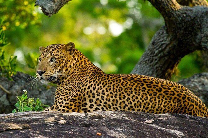 Wilpattu National Park Private Full Day Tour From Colombo - Who Should Consider This Tour?