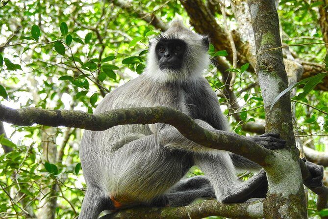 Wilpattu National Park Private Full Day Tour From Colombo - Final Thoughts