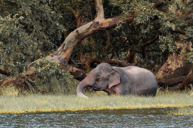 Wilpattu National Park Private Safari - Key Points