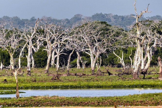 Wilpattu National Park Private Safari - What to Expect from the Wilpattu National Park Private Safari