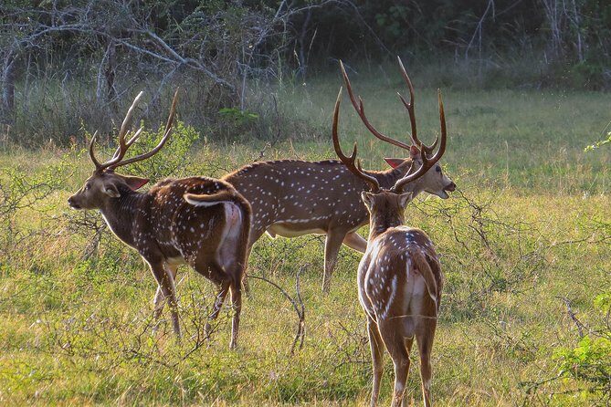 Wilpattu National Park Private Safari - FAQ