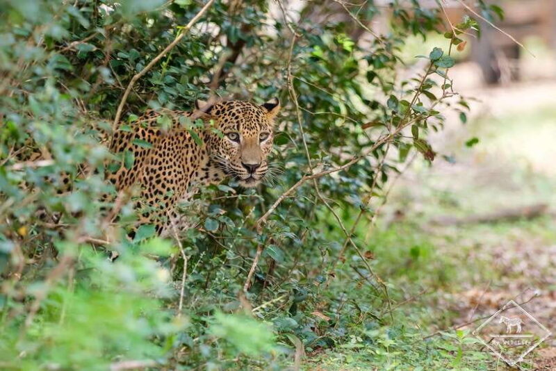 Wilpattu National Park: Private Safari - Key Points