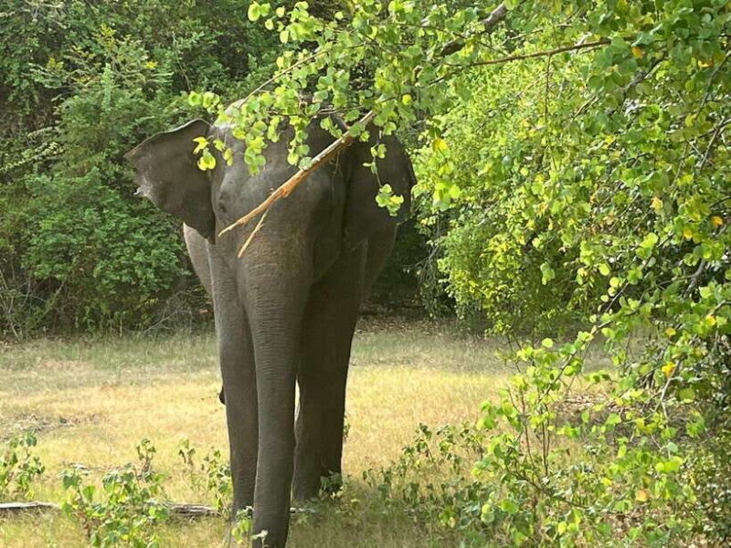 Wilpattu National Park: Private Safari - Wildlife Opportunities and Sightings