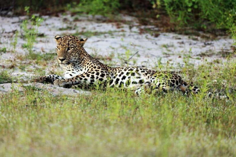 Wilpattu National Park: Private Safari - The Practicalities of the Tour