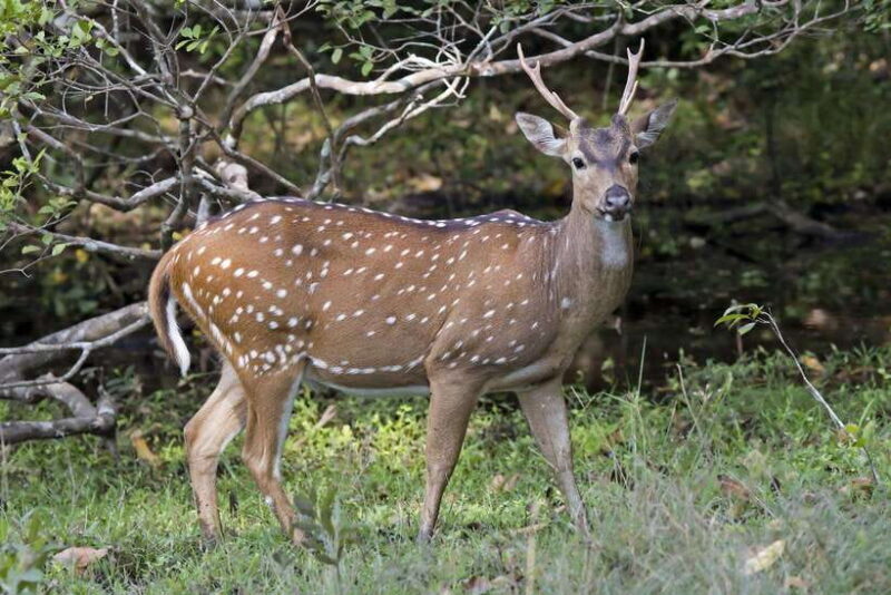 Wilpattu National Park: Private Safari - Authentic Reviews and Real Experiences