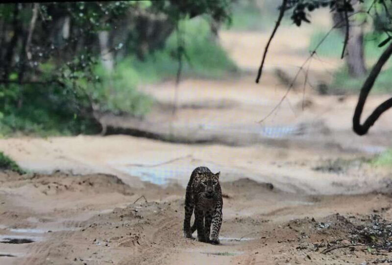 Wilpattu National Park: Private Safari - FAQ