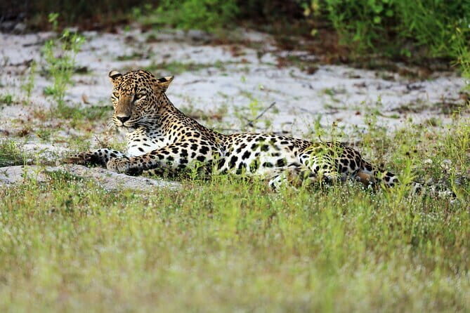 Wilpattu National Park | Private Safari - What to Expect During the Safari