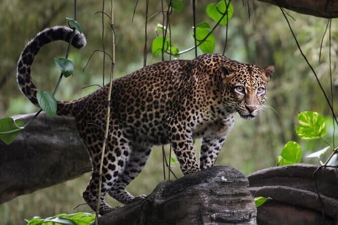 Wilpattu National Park | Private Safari - Who Should Consider This Tour?