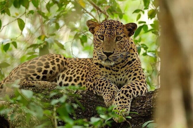 Wilpattu National Park Safari, Budget Tour from Colombo - Exploring the Wilpattu National Park Safari: A Budget-Friendly Wildlife Adventure from Colombo