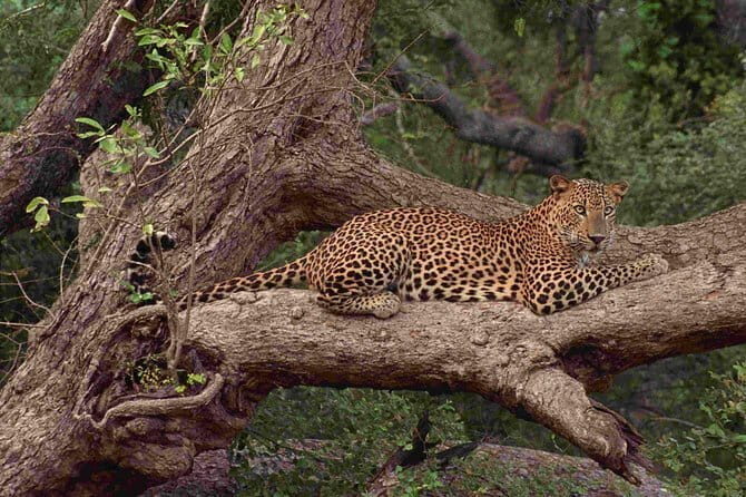 Wilpattu National Park Safari, Budget Tour from Colombo - Key Points