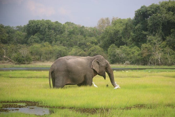 Wilpattu National Park Safari, Budget Tour from Colombo - Who Will Love This Tour?