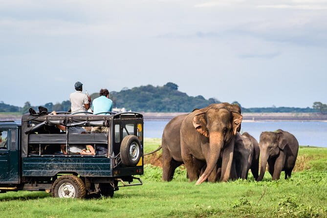 Wilpattu National Park Safari, Budget Tour from Colombo - Final Thoughts