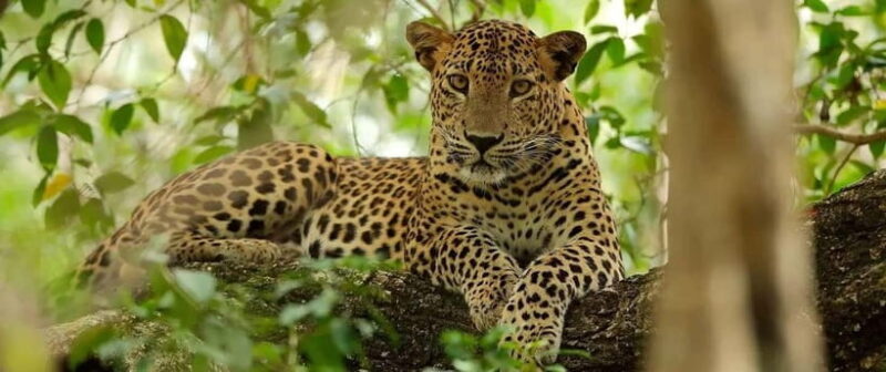 Wilpattu National Park Safari : Private 4x4 Jeep Safari - Exploring Wilpattu National Park Safari: A Closer Look at the Private 4x4 Experience