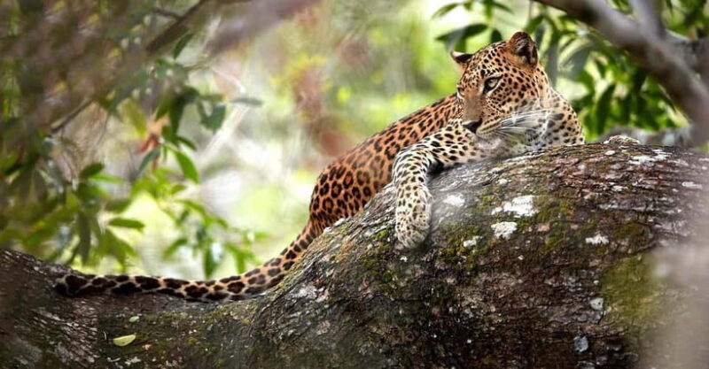 Wilpattu National Park Safari : Private 4x4 Jeep Safari - Who Should Consider This Safari?