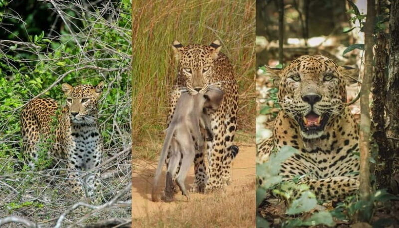 Wilpattu National Park Safari : Private 4x4 Jeep Safari - Frequently Asked Questions (FAQs)