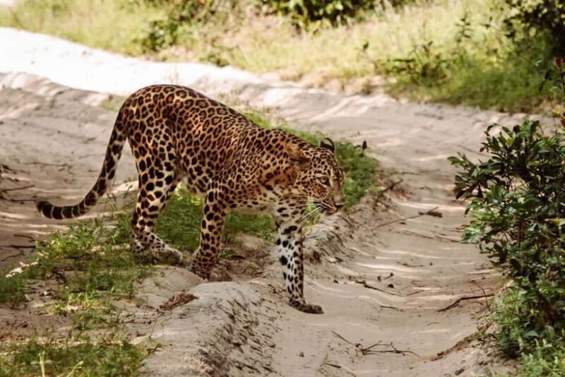 Wilpattu National Park Safari : Private 4x4 Jeep Safari - Final Thoughts