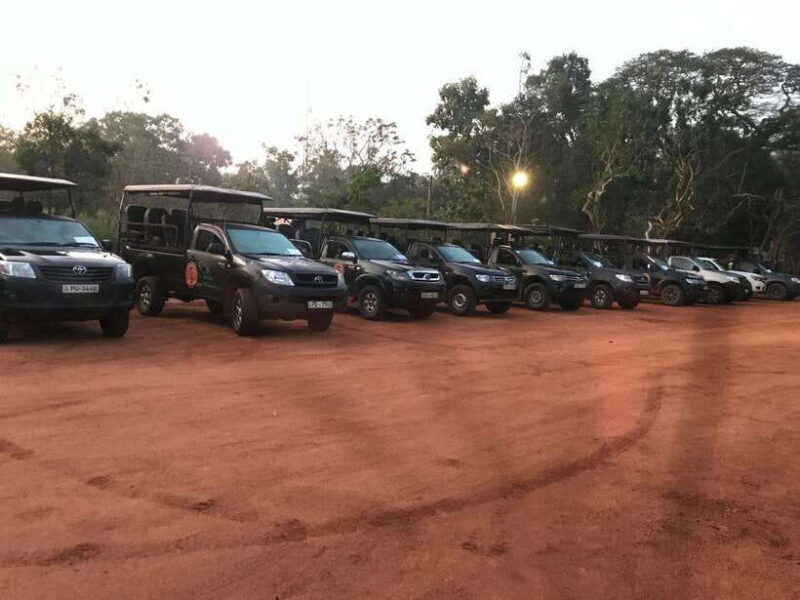 Wilpattu National Park Safari - An In-Depth Look at Wilpattu National Park Safari
