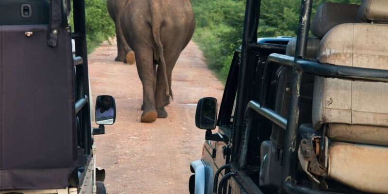 Wilpattu National Park Safari Tour from Colombo - Key Points