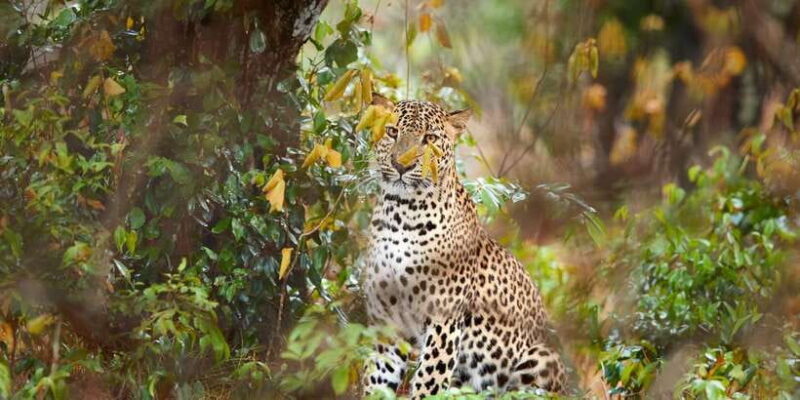 Wilpattu National Park Safari Tour from Colombo - An In-Depth Look at the Wilpattu Safari Tour