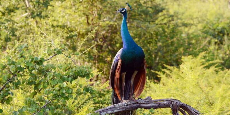 Wilpattu National Park Safari Tour from Colombo - Considerations and Practical Tips