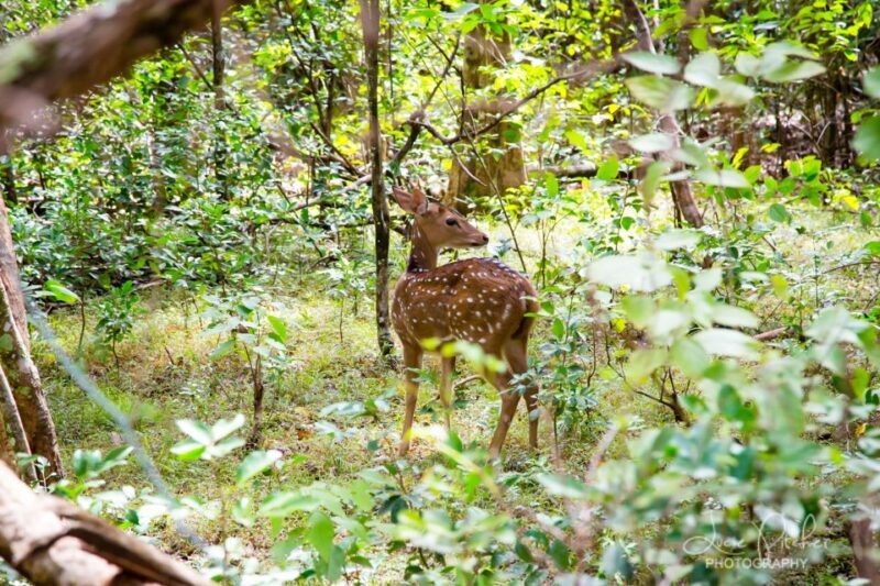 Wilpattu National Park Safari Tour from Colombo - FAQ