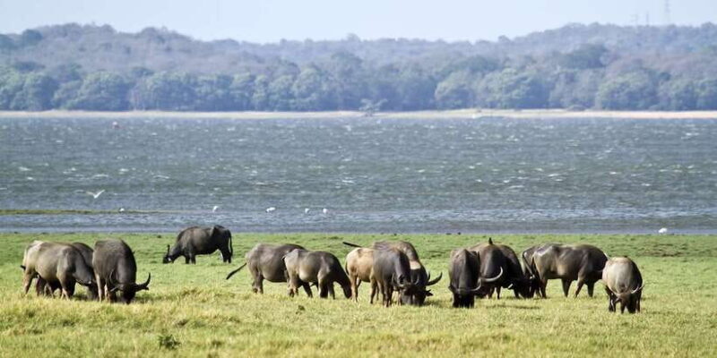Wilpattu National Park Safari Tour from Colombo - Final Thoughts