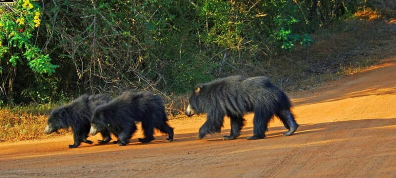 Wilpattu: Private Safari Day Trip with Lunch & Entry Fees - Key Points