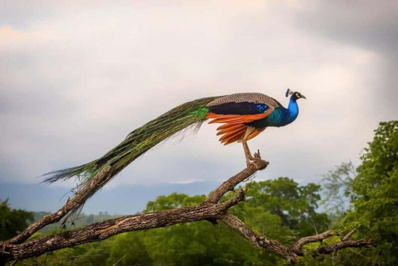 Wilpattu: Private Safari Day Trip with Lunch & Entry Fees - The Itinerary Breakdown