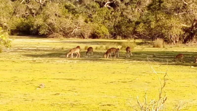 Wilpattu: Private Safari Day Trip with Lunch & Entry Fees - Authentic Experiences: What Travelers Say