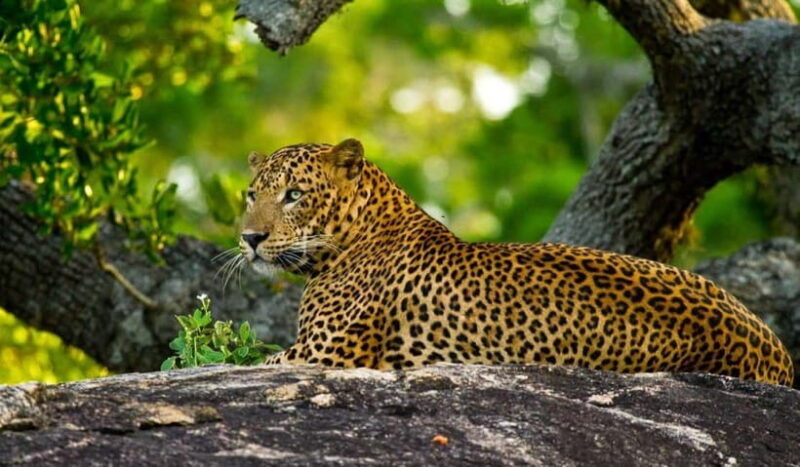 Wilpattu: Private Safari Day Trip with Lunch & Entry Fees - Understanding the Value