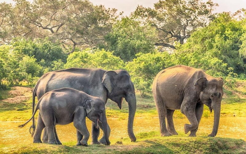 Wilpattu: Private Safari Day Trip with Lunch & Entry Fees - Who Should Consider This Tour?