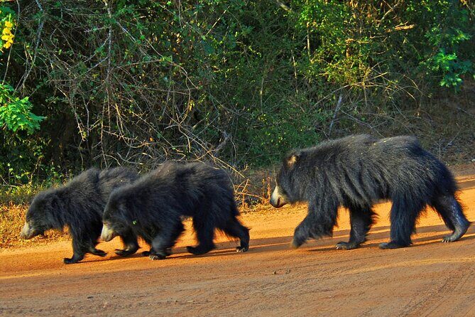 Wilpattu Wild Safari Day Trip - Private & All Inclusive - An In-Depth Look at the Wilpattu Safari Experience