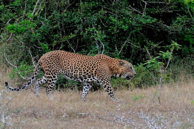 Wilpattu Wild Safari Day Trip - Private & All Inclusive - The Sum Up