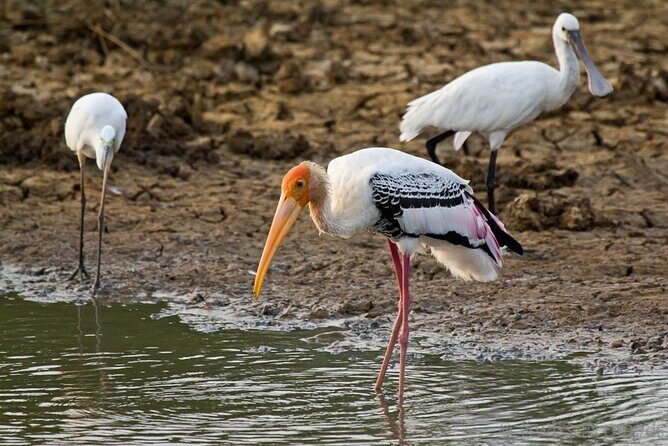 Wilpattu Wild Safari Day Trip - Private & All Inclusive - FAQs