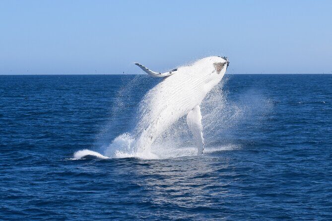 Wilsons Prom Whale Cruise - An In-Depth Look at the Wilsons Prom Whale Cruise