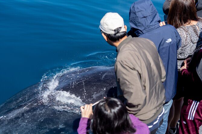 Wilsons Prom Whale Cruise - FAQ