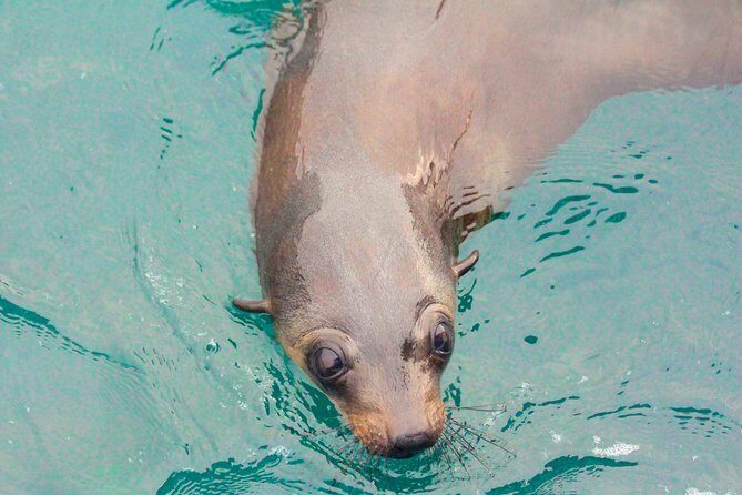 Wilsons Promontory Full Day Cruise - Why Choose This Experience?