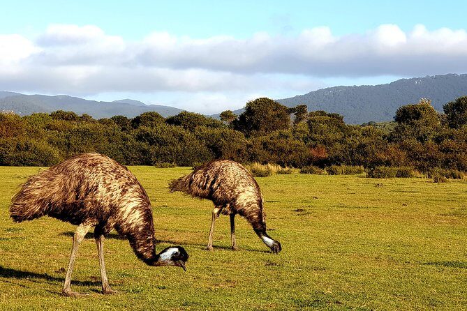Wilson's Promontory & Phillip Island - 'Prom & Penguins' Tour - The Sum Up