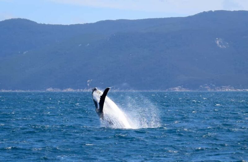 Wilsons Promontory: Whale Spotting Cruise with Lunch - An In-Depth Look: What to Expect from the Wilsons Promontory Whale Cruise