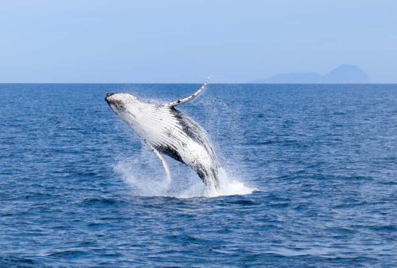 Wilsons Promontory: Whale Spotting Cruise with Lunch - Who Should Consider This Experience?