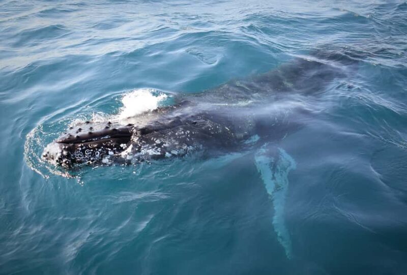 Wilsons Promontory: Whale Spotting Cruise with Lunch - Frequently Asked Questions