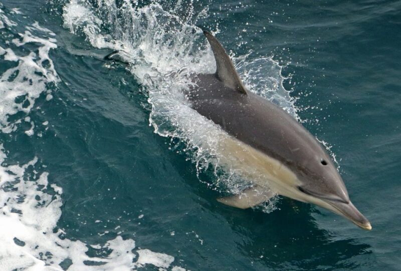 Wilsons Promontory: Whale Spotting Cruise with Lunch - Final Thoughts