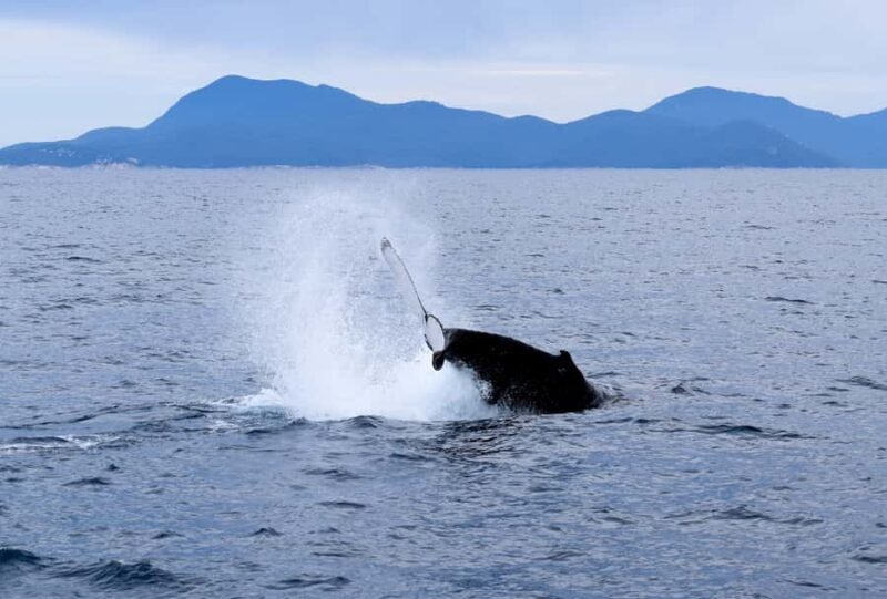 Wilsons Promontory: Whale Spotting Cruise with Lunch - Additional Resources