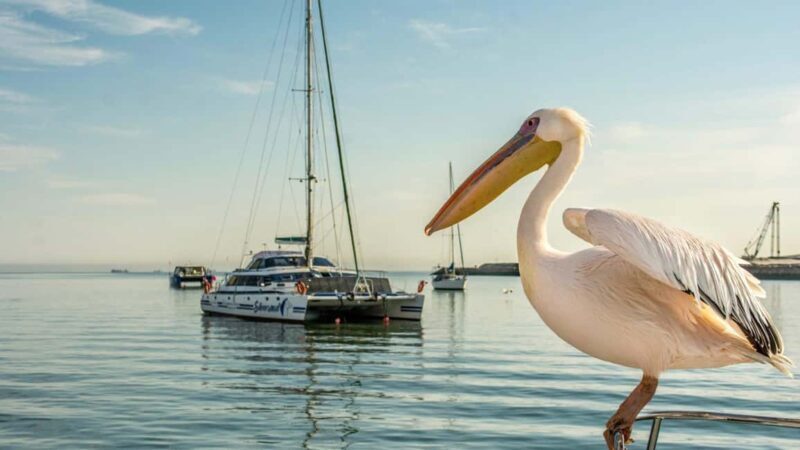 Windhoek: 10-Day Guided Tour of Namibia with Camping - Key Points