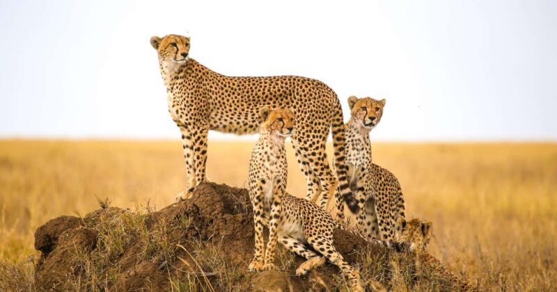 Windhoek: 3-Day Guided Safari in Etosha with Lodge - Key Points