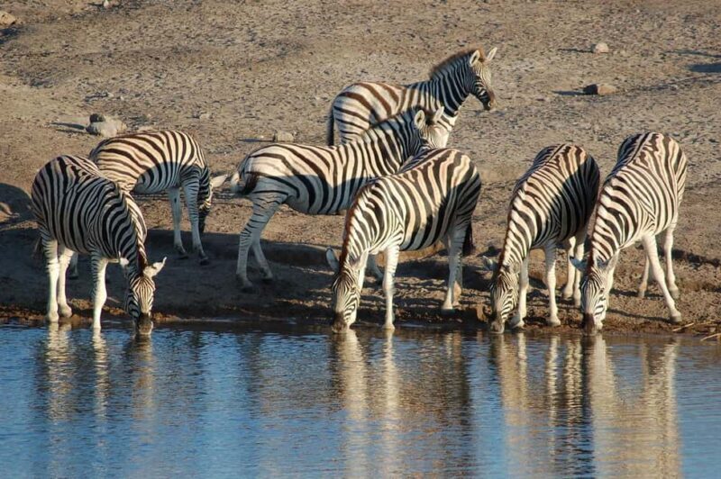 Windhoek: 3-Day Guided Safari in Etosha with Lodge - An Overview of What This Tour Offers