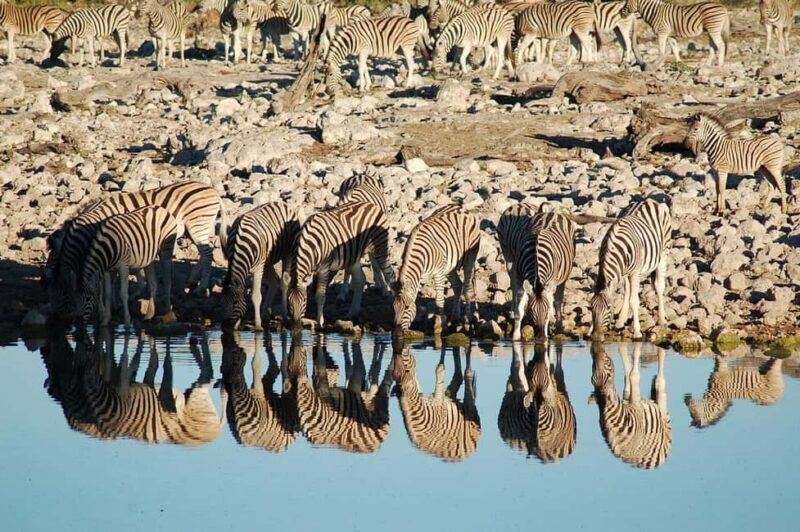 Windhoek: 3-Day Guided Safari in Etosha with Lodge - Day 2: The Surreal Sossusvlei Dunes
