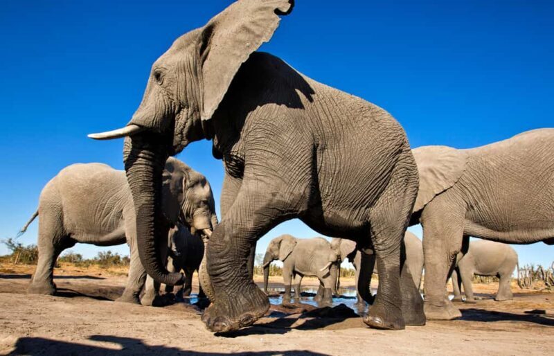 Windhoek: 5-Day Private Etosha Safari with Accommodation - Key Points