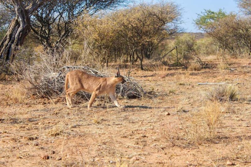 Windhoek: Caracal Walk at N/a'an ku sê Wildlife Sanctuary - The Experience in Detail