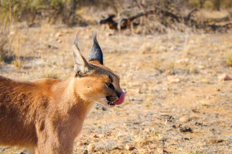 Windhoek: Caracal Walk at N/a'an ku sê Wildlife Sanctuary - Why This Tour Is Worth It